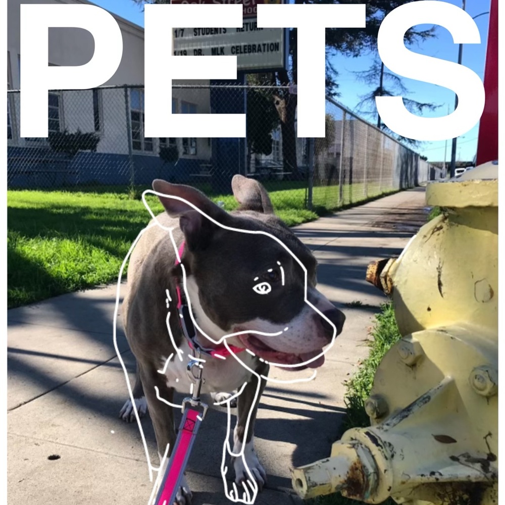 Pet Accessories